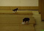 BDS-Wanderpokal-2013-022